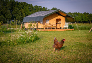 Tenda presso il parco vacanze Hoeve Klein Haneveld in Brabante Settentrionale, Paesi Bassi, con una gallina davanti.