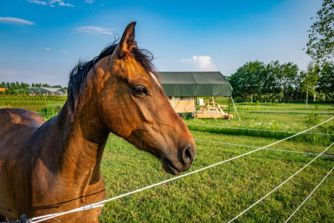 Un caballo marrón en el pasto junto a una tienda de campaña en Hoeve Klein Haneveld, Brabante Septentrional.