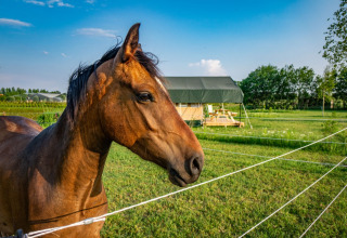 Un cavallo marrone nel prato vicino a una tenda al parco vacanze Hoeve Klein Haneveld, Brabante Settentrionale.