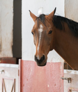 Un caballo marrón asoma la cabeza desde su establo en un parque vacacional con glamping.