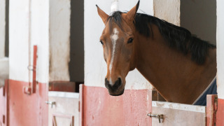 Ein braunes Pferd schaut aus seiner Box in einem Stall, aufgenommen in einem Glamping-Ferienpark.