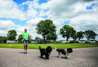 Mand går tur med to sorte og hvide hunde i snor i ferieparken Park Westerkogge, Nordholland, Holland.