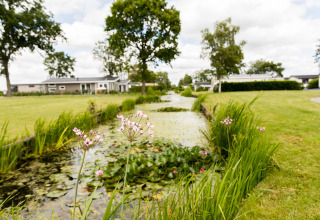 Fraai zicht op een vijver met bloemen in vakantiepark Park Westerkogge, Noord-Holland, Nederland, in de zomer.