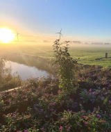 Amanecer sobre campos verdes cerca de Berkhout, Países Bajos, con flores, molinos de viento y cielo azul.