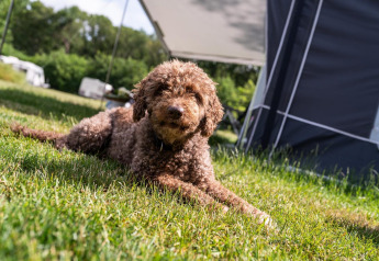 En brun, krøllet hund ligger på græsset foran et telt på Camping Si-Es-An, Forest Lodge, Nederlandene.