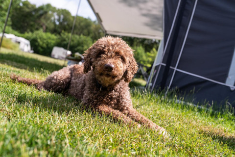 Een bruine, krullige hond ligt op het gras voor een tent bij Camping Si-Es-An, Forest Lodge, Nederland.