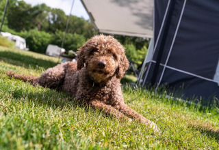 Un chien brun à poil frisé est allongé sur l’herbe devant une tente au Camping Si-Es-An, Forest Lodge, Pays-Bas.