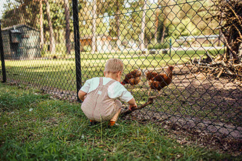 A child squats by a fence, watching chickens at Eurocamping Vessem BV holiday park in North-Brabant, Netherlands.