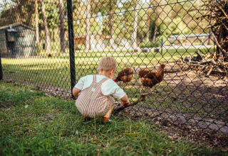 Un bambino inginocchiato guarda delle galline dietro una recinzione a Eurocamping Vessem BV nel Noord-Brabant.
