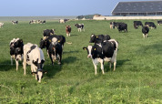 Sort-hvide køer græsser på en grøn mark med en lade i baggrunden i Camping 'de Val', Zeeland, Holland.