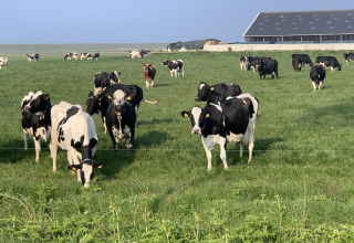 Schwarz-weiße Kühe weiden auf einer grünen Wiese vor einem Stall in Camping 'de Val', Zeeland, Niederlande.