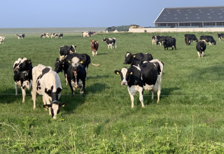 Black and white cows grazing on a green field with a barn in the background at Camping 'de Val', Zeeland, NL.