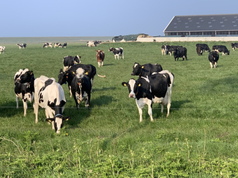 Vacas blancas y negras pastan en un campo verde con un granero al fondo en Camping 'de Val', Zeeland, Países Bajos.