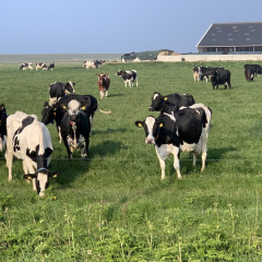 Black and white cows grazing on a green field with a barn in the background at Camping 'de Val', Zeeland, NL.