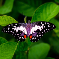Black and white butterfly with orange spots rests on green leaves near Zierikzee, Zeeland, Netherlands.