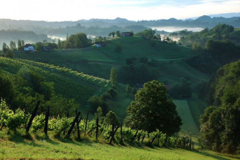 Colline verdi e vigneti nei dintorni di Brežice, Slovenia, con case sparse e foschia mattutina.