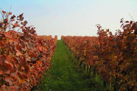 Wijngaard met rode herfstbladeren rond Brežice, regio Onderste Sava, Slovenië, onder een heldere lucht.
