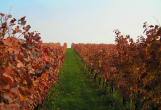 Vineyard with autumn leaves near Brežice in Slovenia’s Lower Sava region, green grass path under clear sky.