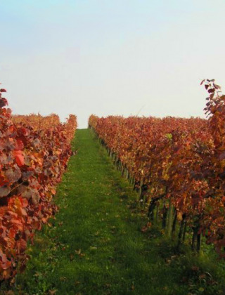 Viñedo con hojas de otoño cerca de Brežice en la región del Bajo Sava, Eslovenia, bajo un cielo despejado.