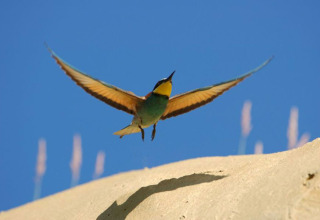Colorful bird in flight above a sandy slope under blue sky near Brežice, Slovenia, captured in nature.