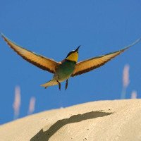 Ave colorida volando sobre una loma arenosa bajo el cielo azul cerca de Brežice, Eslovenia, en la naturaleza.