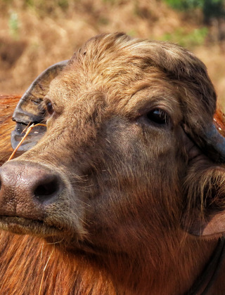 Un buffle aux cornes recourbées photographié de près dans un champ autour de Margouët-Meymes en Occitanie, France.