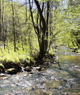 Sunlight filters through lush green trees along a gentle stream near Virton, Luxembourg, Belgium, in spring.