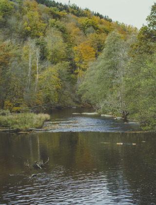 Waldlandschaft mit Fluss bei Durbuy in Belgien, herbstliche Bäume mit grünen und gelben Blättern.