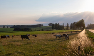 Campo rural cerca de Virton, Bélgica, con vacas pastando en el prado y una carretera iluminada al atardecer.