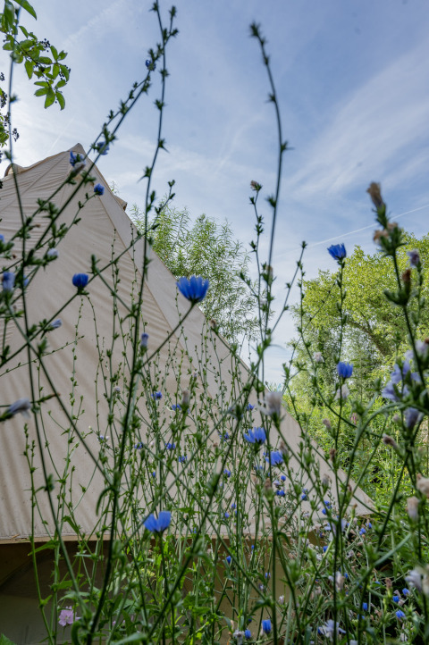 Zelt hinter Wildblumen im Ferienpark RØSTIG, Utrecht, Niederlande, bei sonnigem Wetter und blauem Himmel.