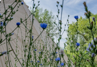 Tent behind wildflowers at RØSTIG holiday park in Utrecht, Netherlands, on a sunny day with blue sky.