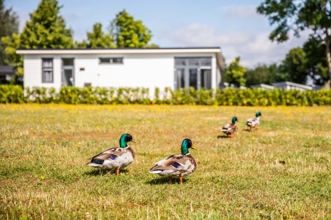 Des canards marchent sur l'herbe devant un chalet moderne à Recreatiepark het Esmeer, dans le Gelderland.
