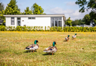 Des canards marchent sur l'herbe devant un chalet moderne à Recreatiepark het Esmeer, dans le Gelderland.