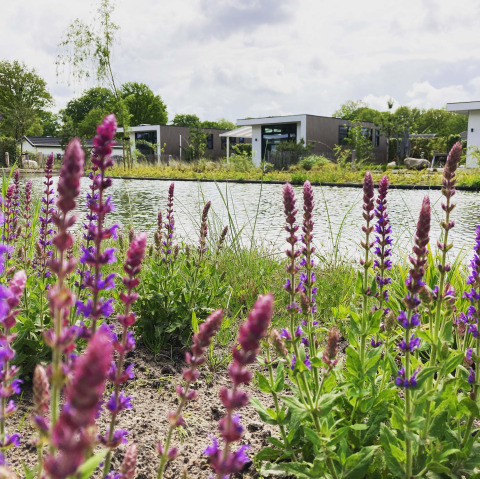 Ferienhäuser am See im Résidence de Leuvert Ferienpark, Nordbrabant, Niederlande, mit lila Blumen im Vordergrund.