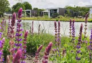 Casas de vacaciones junto a un estanque en Résidence de Leuvert, North Brabant, Países Bajos, flores moradas delante.