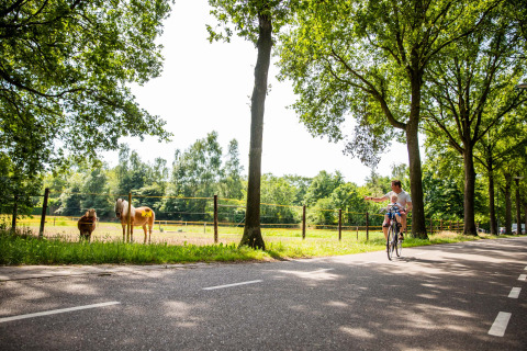 Ein Mann fährt mit einem Kind Fahrrad auf einer Straße neben einer Koppel mit zwei Ponys in Résidence de Leuvert.