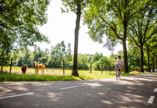 Ein Mann fährt mit einem Kind Fahrrad auf einer Straße neben einer Koppel mit zwei Ponys in Résidence de Leuvert.