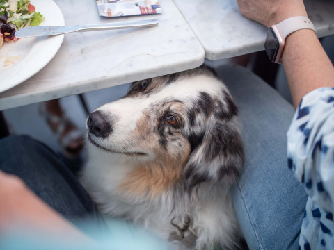 Un perro mira hacia arriba bajo una mesa en Résidence de Leuvert, parque vacacional en North-Brabant, Países Bajos.
