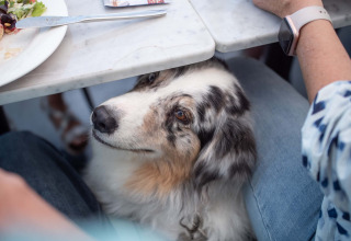 Hund kigger op under et bord ved Résidence de Leuvert, en feriepark i Nord-Brabant, Nederlandene.