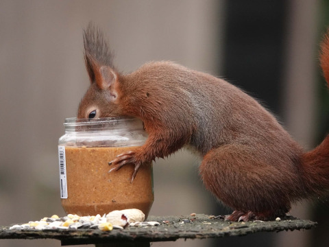 Ein Eichhörnchen steckt seinen Kopf in ein Erdnussbutterglas im Landgoed de Scheleberg, Niederlande.