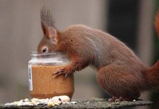 Ein Eichhörnchen steckt seinen Kopf in ein Erdnussbutterglas im Landgoed de Scheleberg, Niederlande.