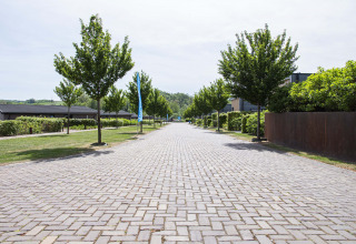 Bestraatte laan met bomen in vakantiepark Résidence Valkenburg in Limburg, Nederland, bij zonnig weer.