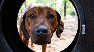 Un perro marrón mira curiosamente a través de un neumático en Recreatiepark Beekbergen, Gelderland, Países Bajos.