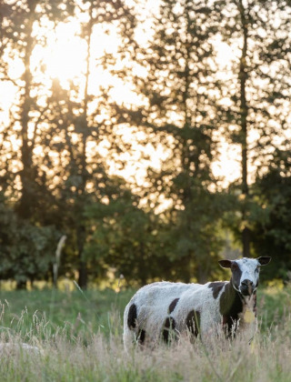 Mouton noir et blanc broutant dans un pré près de Winterswijk Miste, Gueldre, Pays-Bas, au coucher du soleil.
