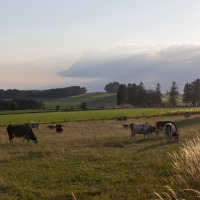 Landschap nabij Virton, België, met grazende koeien, een zonnige lucht en een auto op de landelijke weg.