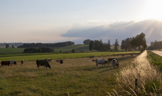 Pastoral scene near Virton, Belgium, showing cows grazing, a sunlit sky, and a car on a country road.