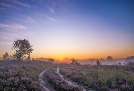 Sendero entre brezales con niebla al amanecer cerca de Lanaken, Limburgo, Bélgica, flores y árboles.