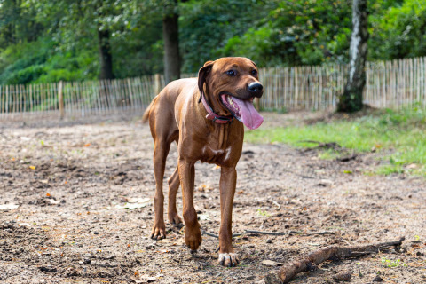 Perro paseando sin correa en Recreatiepark Beekbergen, parque vacacional en Gelderland, Países Bajos.