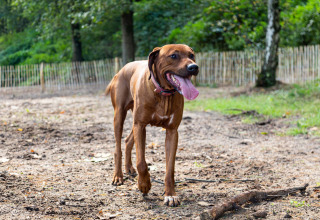 Hund läuft ohne Leine im Recreatiepark Beekbergen, einem Ferienpark in Gelderland, Niederlande.