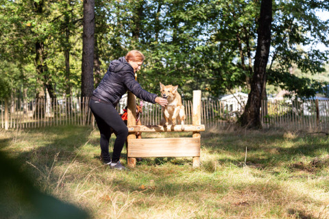 Woman helps a dog jump over an obstacle in the woods at Recreatiepark Beekbergen, Gelderland, Netherlands.